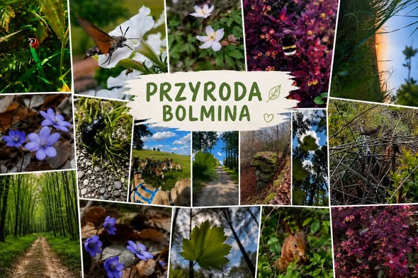 przyroda